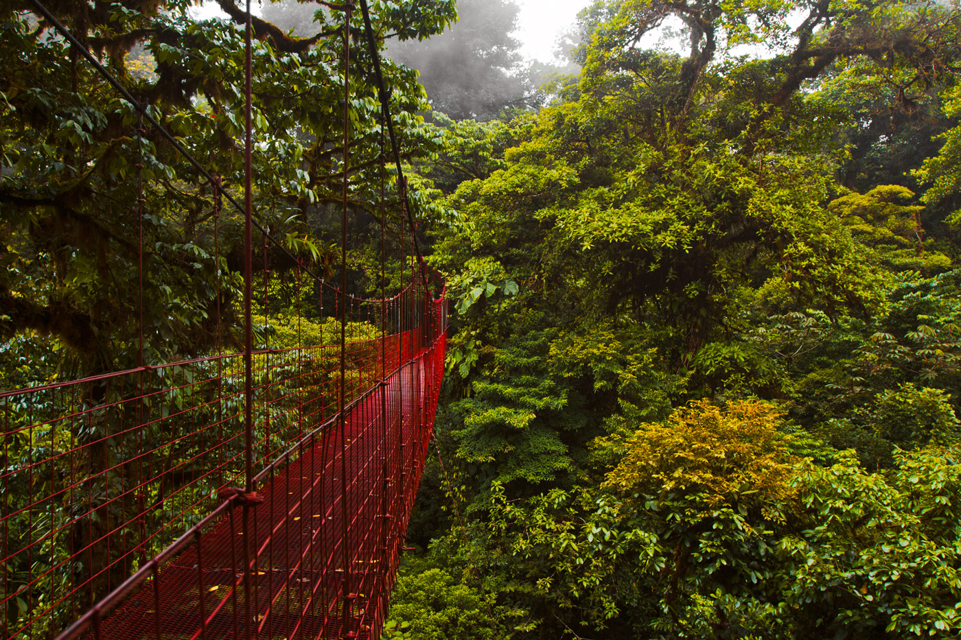 Nick-Zantop-Photography-Rainforest-2