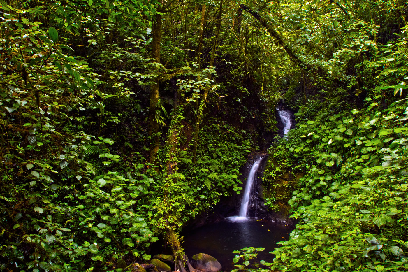 Nick-Zantop-Photography-Rainforest-6