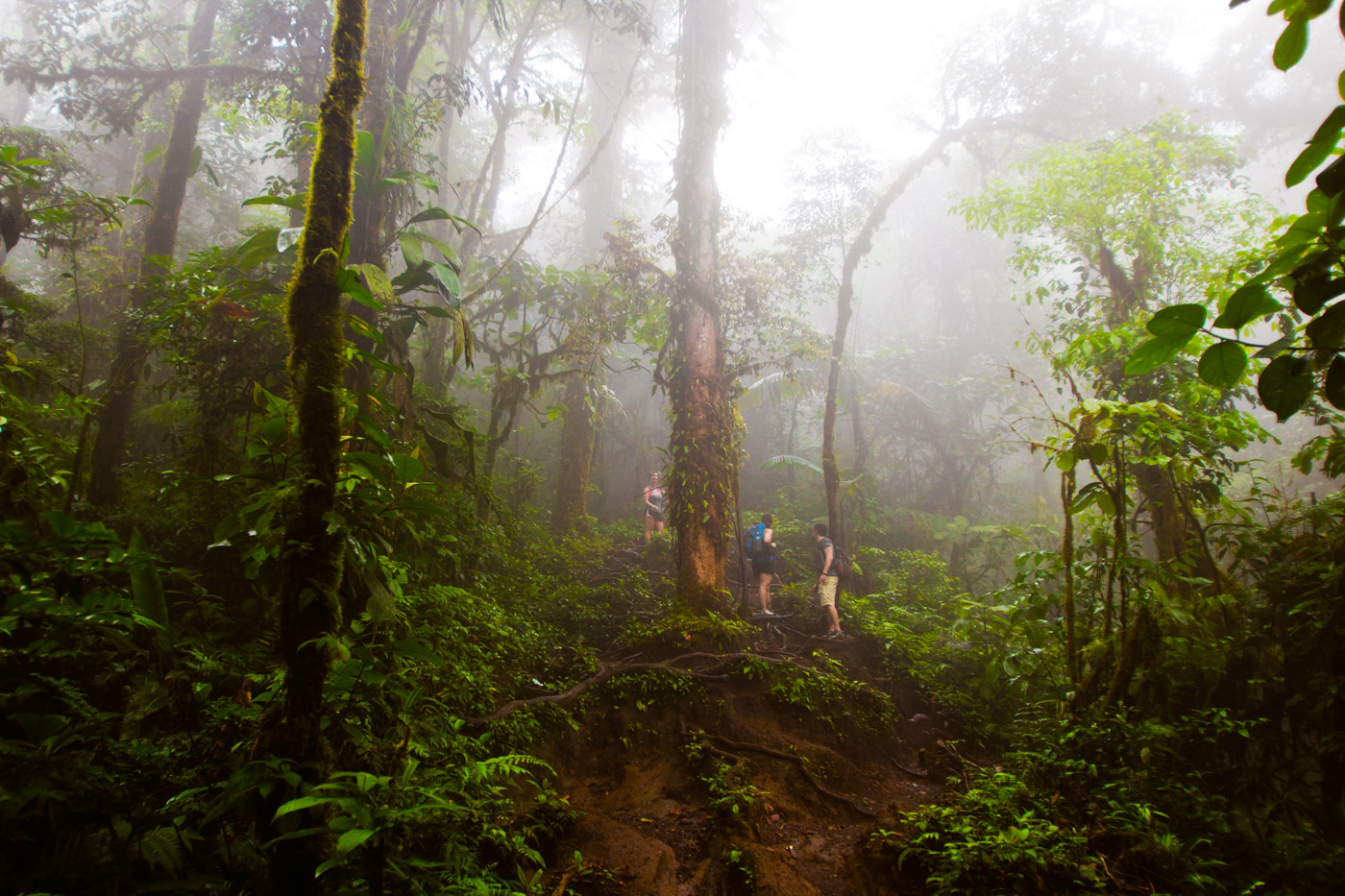 Nick-Zantop-Photography-Rainforest-7